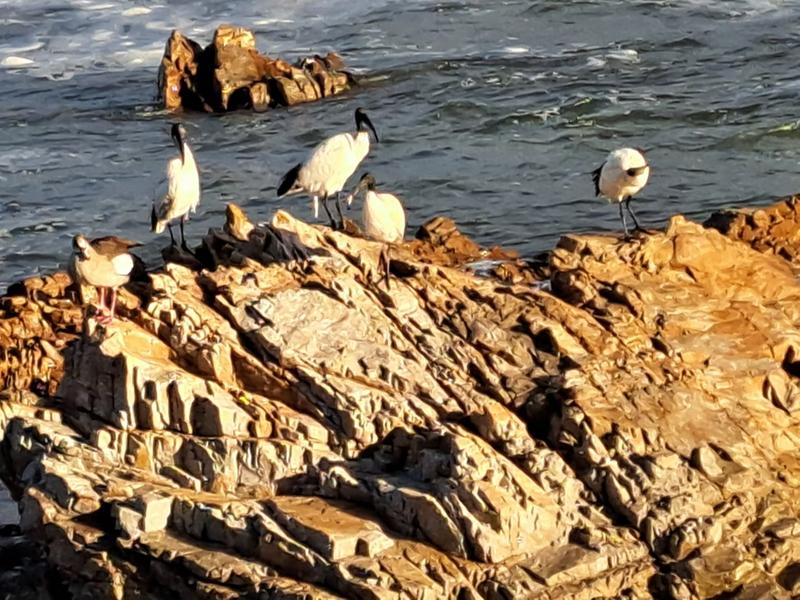 6 Bedroom Property for Sale in Kleinbaai Western Cape